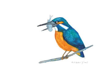Postkarte Eisvogel