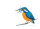 Postkarte Eisvogel