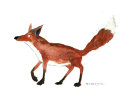 Postkarte Fuchs